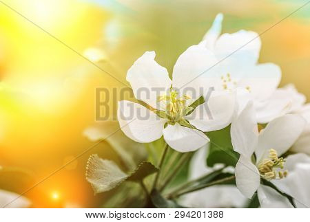 Spring blossom flowers, may be used asbackground
