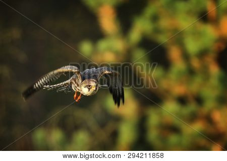 Flying Red-footed Falcon - Falco Vespertinus - In Autumn Forest
