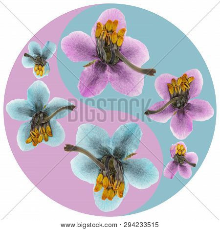 Floral Yin Yang Symbol. Pyrola. Geometric Yin Yang Symbol Drawing Made By Plants On Colored Backgrou