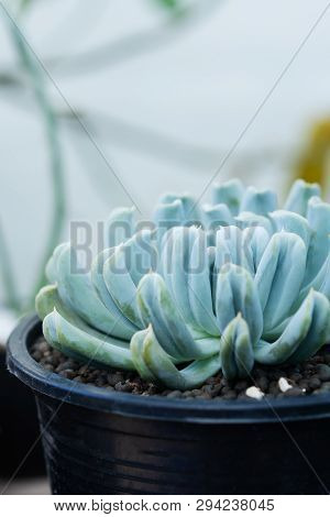 Close Up Image Of Echeveria Topsy Turvy Cactus