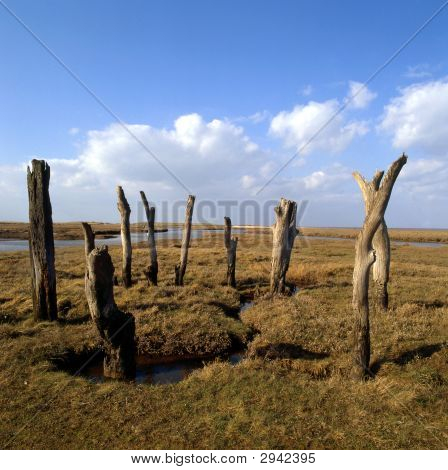 Circle Of Trees