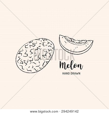 Melon Fruit Drawing Vector Photo Free Trial Bigstock