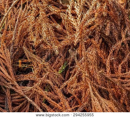 Dry Leaves Of Pine Tree In Dakigaeri Valley - Senboku, Akita, Japan