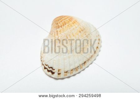 Close Up, Scallops Shell (see Pectinidae) Isolated On The White Background.