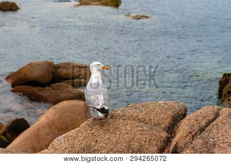 Seagull On Rocks In Pink Granit Coast