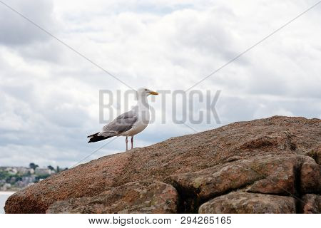 Seagull On Rocks In Pink Granit Coast