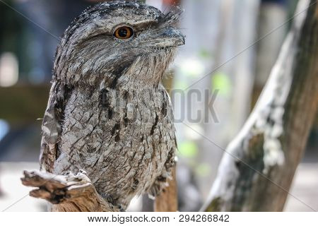 Australian Frogmouth Nightjar Sitting On The Branch, Sydney Australia