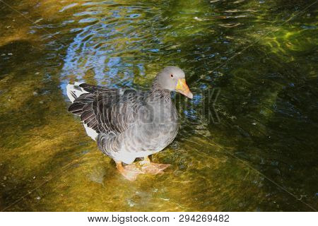 Ducks And Geese At The Agios Nikolaos Park Naousa Greece