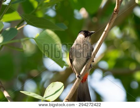 Closeup Sooty-headed Bulbul Bird Perched On Branch Isolated On Background