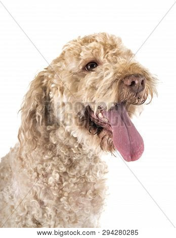 Lagotto Romagnolo In Front Of White Background