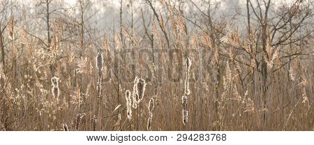 Marsh