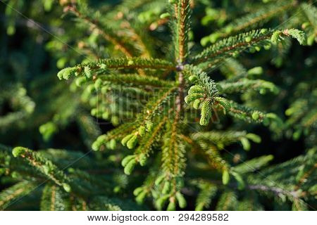 Fresh green buds on a pine tree