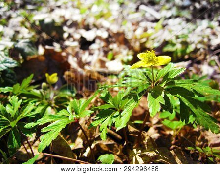 Flowering Potentilla Erecta (known As The Common Tormentil, Septfoil Or Erect Cinquefoil) In Spring 