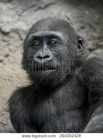 Baby Mountain Gorilla With Bright Eyes And Open Mouth.