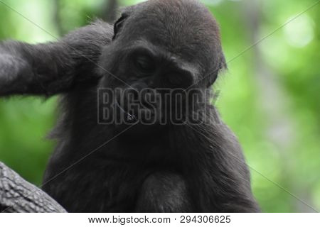 Adorable Lowland Gorilla With Something In Its Mouth.