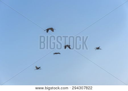 Glossy Ibis, Plegadis Falcinellus Group In The Sky. Birds Natural Habitats. Bird Watching In Hula Va