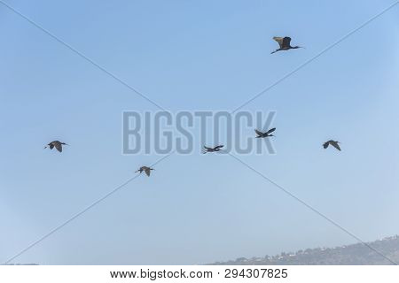 Glossy Ibis, Plegadis Falcinellus Group In The Blue Sky. Bird Watching In Hula Valley In Northern Is