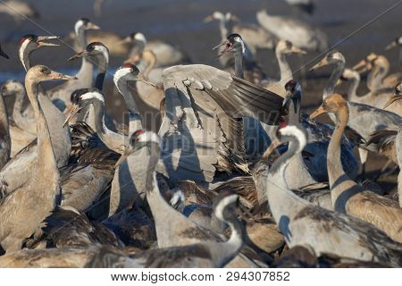 Common Crane In Birds Natural Habitats. Bird Watching In Hula Valley. Flocks Of Migrating Birds In N