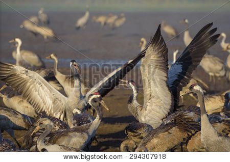 Common Crane In Birds Natural Habitats, Hula Valley In Israel, A Resting Place For 500 Million Birds