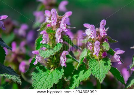 Floewers Of Spotted Dead-nettle, Henbit Or Purple Dragon. Lamium Maculatum, Growing In South Russia