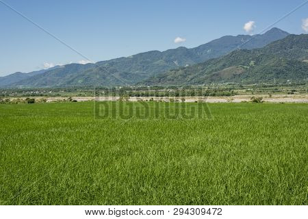 landscape of green paddy farm at countryside