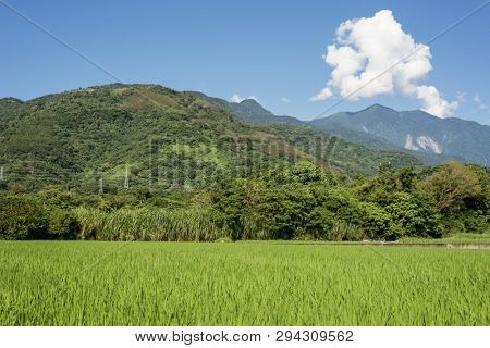 landscape of green paddy farm at countryside