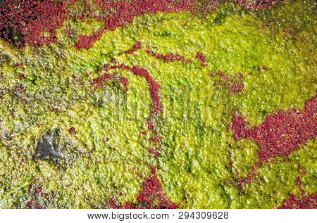 colorful red azolla floating of the river at winter at Wujie , Nantou, Taiwan