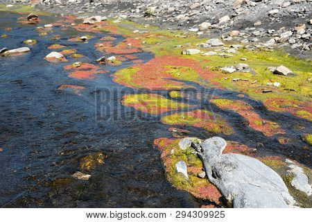 colorful red azolla floating of the river at winter at Wujie , Nantou, Taiwan