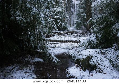 Snow Falls In The Forest With Trees. Intense Snow Instantly Covers The Surface Of The Forest And Tre