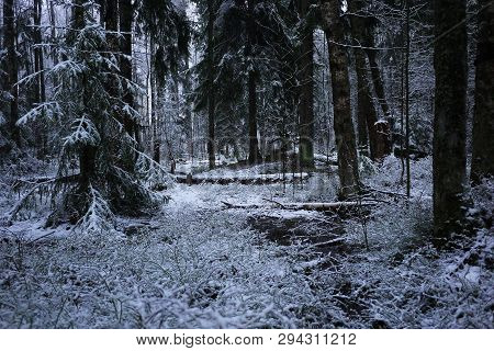 Snow Falls In The Forest With Trees. Intense Snow Instantly Covers The Surface Of The Forest And Tre