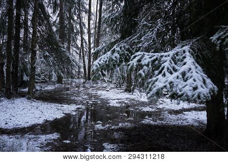 Snow Falls In The Forest With Trees. Intense Snow Instantly Covers The Surface Of The Forest And Tre
