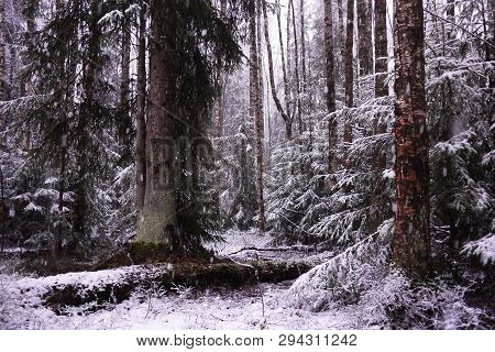 Snow Falls In The Forest With Trees. Intense Snow Instantly Covers The Surface Of The Forest And Tre