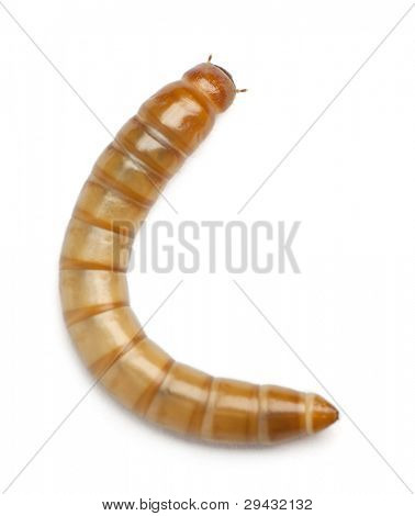 Larve af Mealworm, Tenebrio molitor, foran hvid baggrund