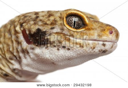 Geco leopardo Hypomelanistic, Eublepharis macularius, davanti a sfondo bianco