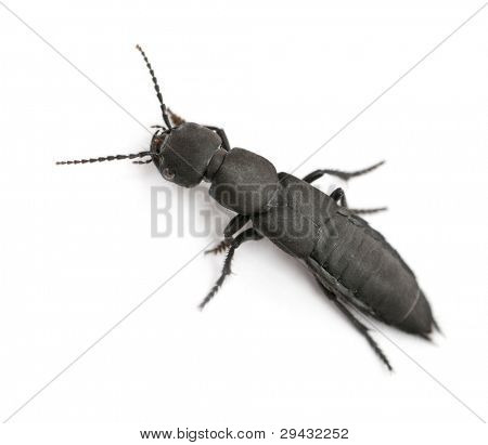 Scarabeo di coach-cavallo del diavolo, Ocypus olens, davanti a sfondo bianco