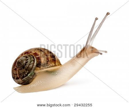 Have snegl, Helix aspersa, foran hvid baggrund