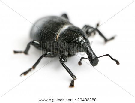 Käfer, Liparus Dirus, Larve in front of white background