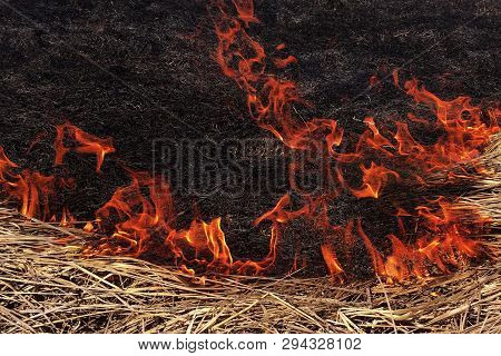 Fire Dry Grass In The Field. The Burning Flares Up Dangerously.
