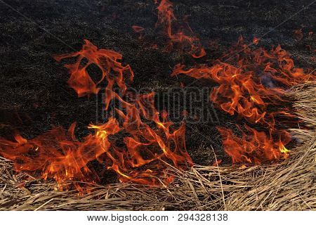 Fire Dry Grass In The Field. The Burning Flares Up Dangerously.