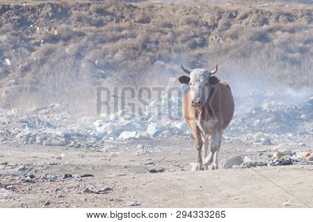 Cows Eating Foods On A Garbage Dump.