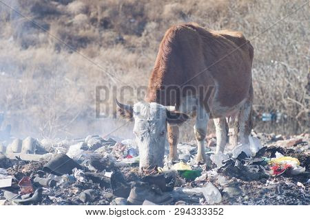 Cows Eating Foods On A Garbage Dump.