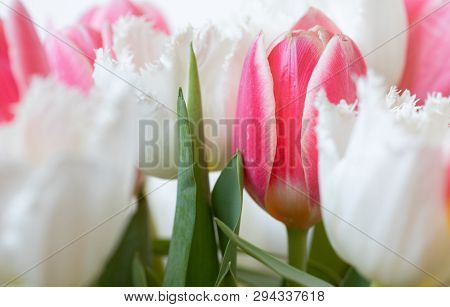 Tulips. Pink. Spring. White. Isolated. Flowers