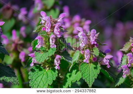 Spotted Dead-nettle Lamium Maculatum Plant In Spring