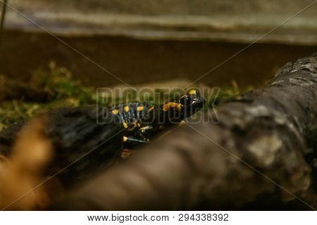 Beautiful Lizard In The Grass Common Fire Salamander