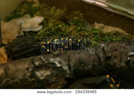 Beautiful Lizard In The Grass Common Fire Salamander