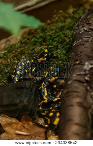 Beautiful Lizard In The Grass Common Fire Salamander