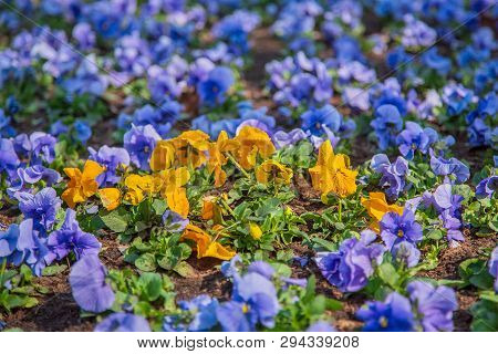 Pansies In A Natural Environment In The Park.