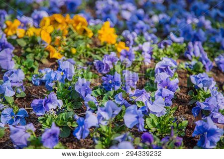 Pansies In A Natural Environment In The Park.