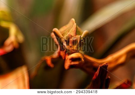 Beautiful Lizard Chamaeleonidae On A Branch