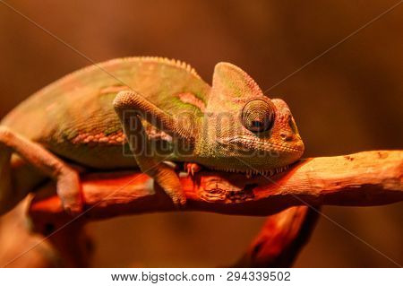 Beautiful Lizard Chamaeleonidae On A Branch